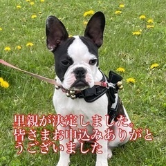 里親決定しました。お問合せありがとうございました