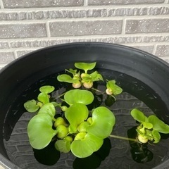 ミックスメダカ 幼魚 稚魚