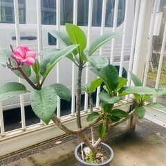 プルメリア エルシーの画像