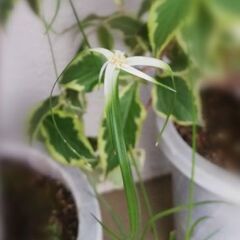 シラサギカヤツリ(夏の花、水草、花鉢)