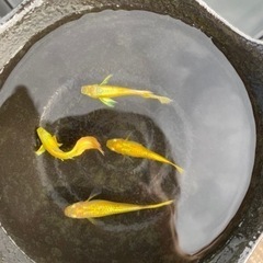 値下げしました‼︎『フルゴールドグッピー』の画像