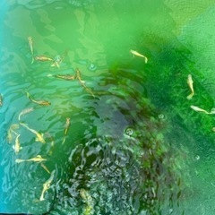 値下げしました‼︎『フルゴールドグッピー』の画像