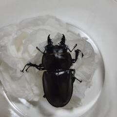 クワガタ格安にて販売します