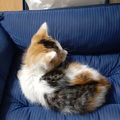 保護猫です。