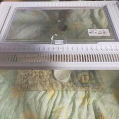 7月2日生まれ　アフリカヤマネ　飼い主様募集中 - 地元のお店