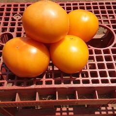 大玉トマト🍅格安❗の画像