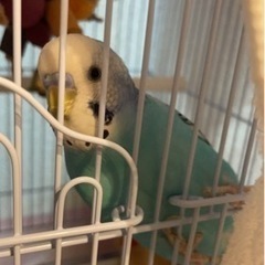 セキセイインコ ☆素敵な方に引き取って頂けました！