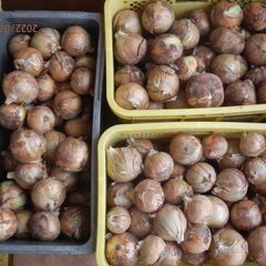 ２４日まで、玉ねぎ　２Ｌ　１ｋｇ　値下げ