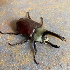 灯火採集に同行したいです(⁎ᴗ͈ˬᴗ͈⁎)