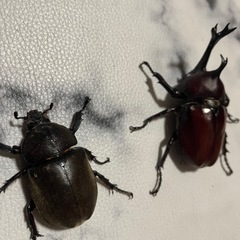 大型天然カブトムシペアの画像