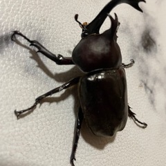 大型天然カブトムシペアの画像