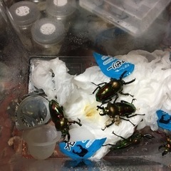 外国産クワガタ虫　カブトムシ虫　新成虫の画像