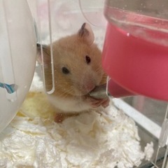 ハムスター