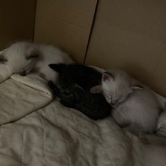 保護した猫が6/19に6匹産みました。生涯大切に育てて頂ける方、...