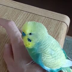 セキセイインコ迷子