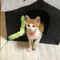 【保護猫】生後2~3ヶ月の子猫♂白茶のおりこうさんです