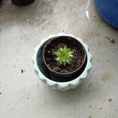 多肉植物1