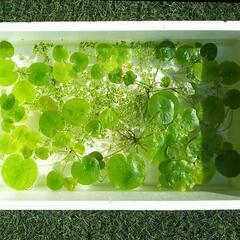 水草 〈トチカガミ〉