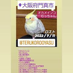 オカメインコを探しています！