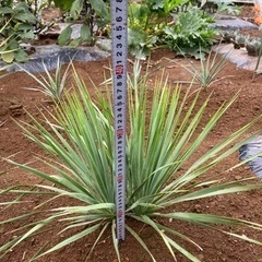 ロストラータ ダブルヘッド