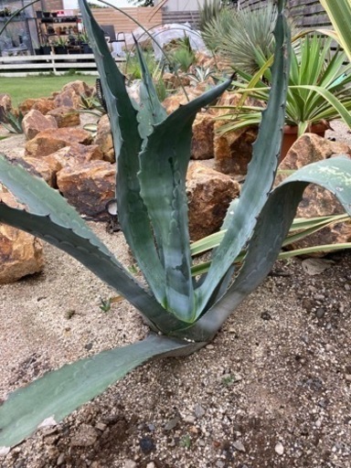 アメリカーナ　アオノリュウゼツラン　大型株