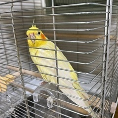 オカメインコ2匹　ルチノー♂ノーマル♂
