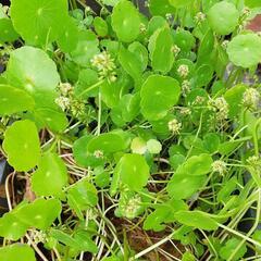 🌱ウォーターコイン🌱お安くしました