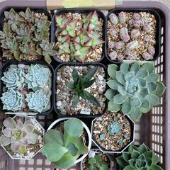 多肉植物その4