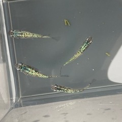 ⭐️メダカ⭐️黒幹之サファイア背鰭あり　2ペア