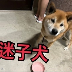 飯田団地付近まいごわんちゃん