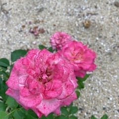 浄化体験💕