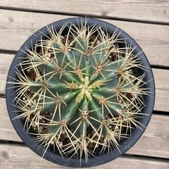 王冠竜　6号鉢の画像