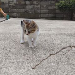 誰か貰ってやって