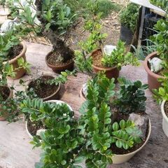 値下げハマヒサカキ、テンバイ、ブーゲン、マッコウ、ｶﾞｼﾞｭﾏﾙの画像