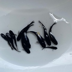 オロチめだか　【 1ペア】