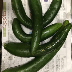 デカキュウリ きゅうり