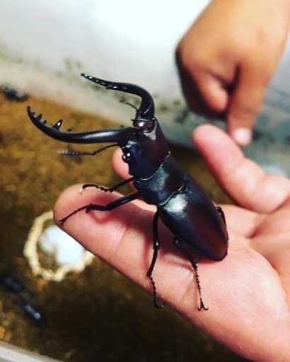 第10弾‼️7月17日更新‼️カブトムシ\u0026クワガタムシ‼️