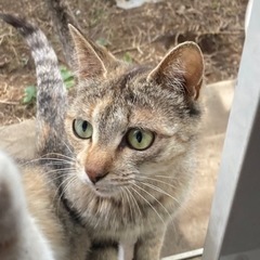 庭に住む茶猫、親子