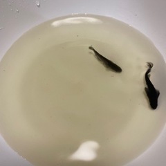 メダカ色々 幼魚 稚魚