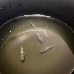 メダカ色々 幼魚 稚魚の画像