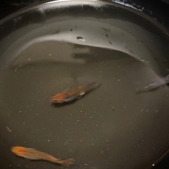 メダカ色々 幼魚 稚魚の画像