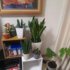 観葉植物友達＼(*^-^*)／