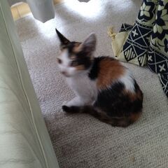 ミケネコの子猫　急ぎ里親さん探してます