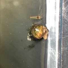 ミナミヌマエビ10匹＋αの画像