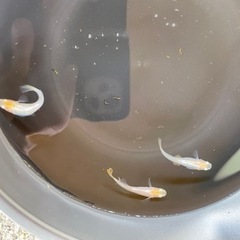メダカ　　つぼみの画像