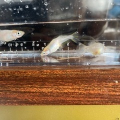 メダカ　　つぼみの画像
