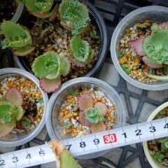 多肉植物　水やり忘れ大丈夫　アガベ　アロエ　苗　あげます(2)