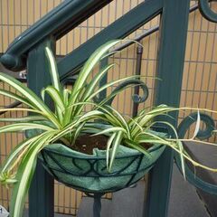 ★壁掛けワイヤープランターにオリズルランを植えたもの 　お譲りします