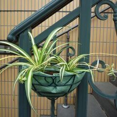 ★壁掛けワイヤープランターにオリズルランを植えたもの 　お譲りしますの画像