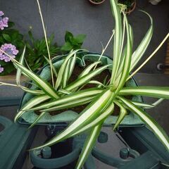 ★壁掛けワイヤープランターにオリズルランを植えたもの 　お譲りしますの画像
